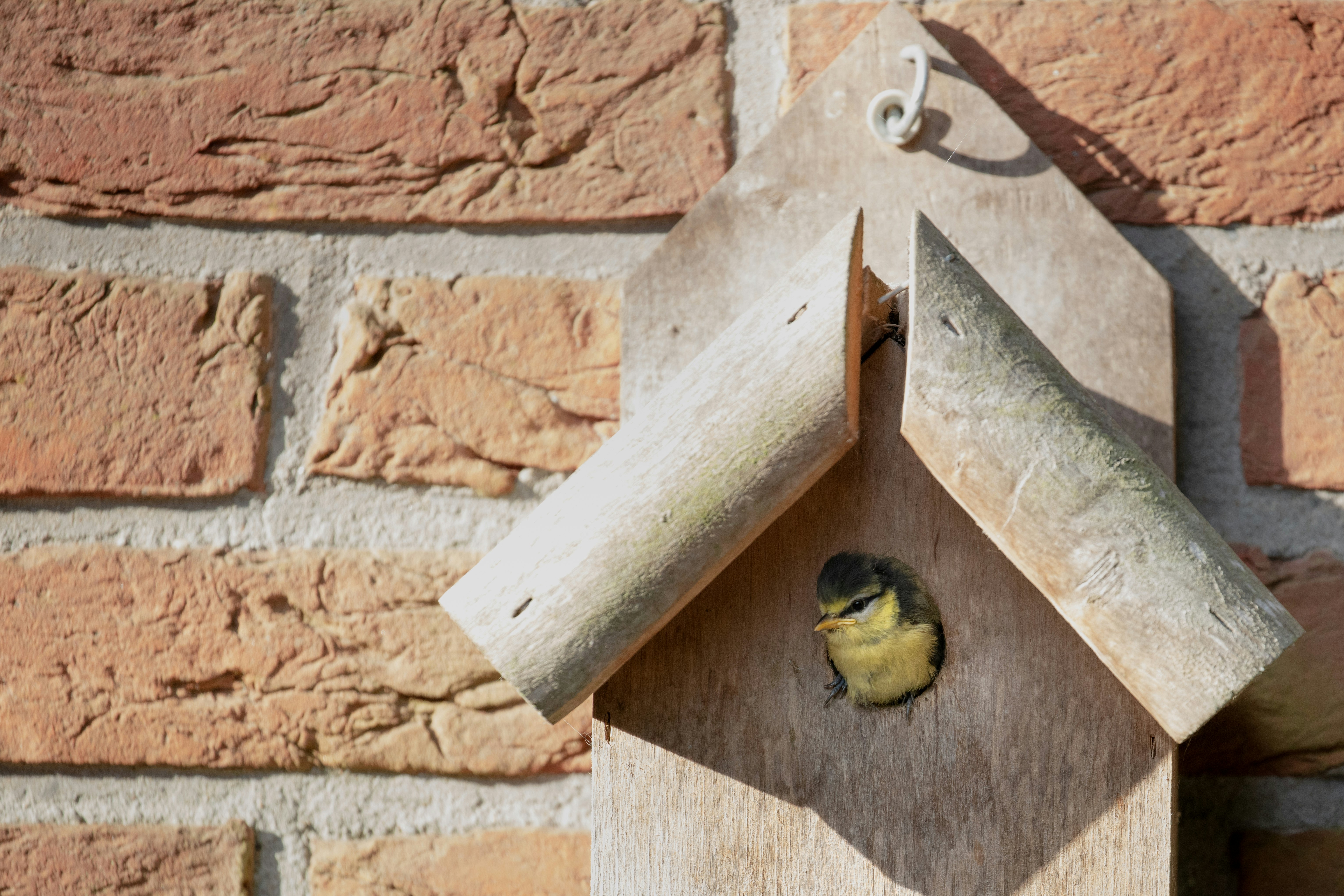 yellow bird on brown wooden door